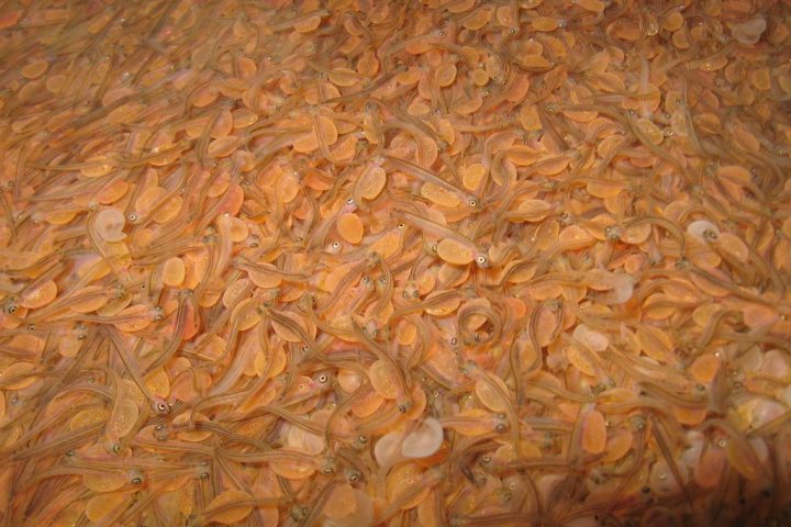 Feed, seed and inputs
