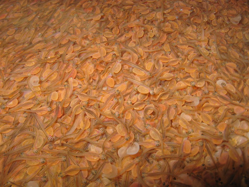 Fish eggs being reared at a hatchery