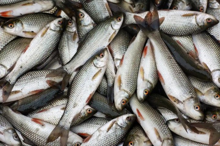 Food fish production