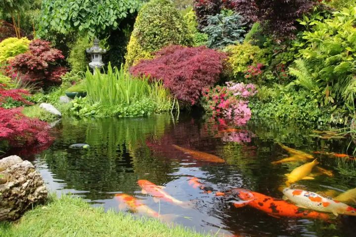 Ornamental fisheries