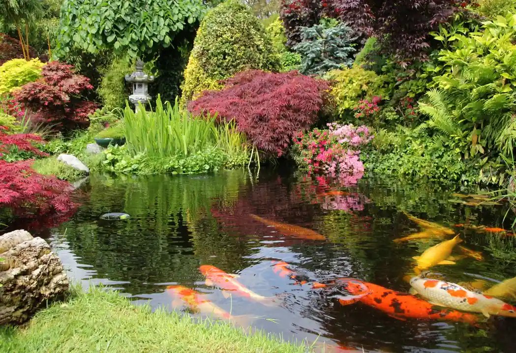 Colourful ornamental koi fish