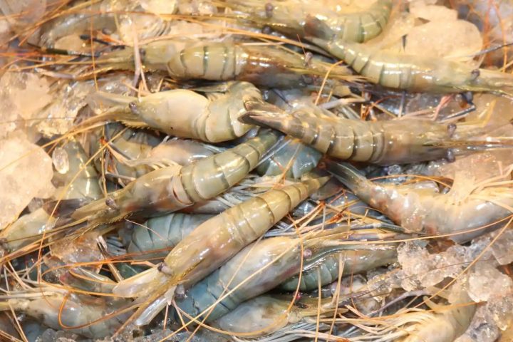 Scampi and freshwater shellfish