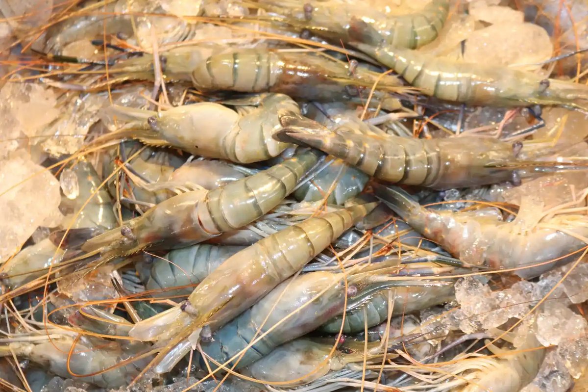 Freshwater giant prawns (scampi) on ice